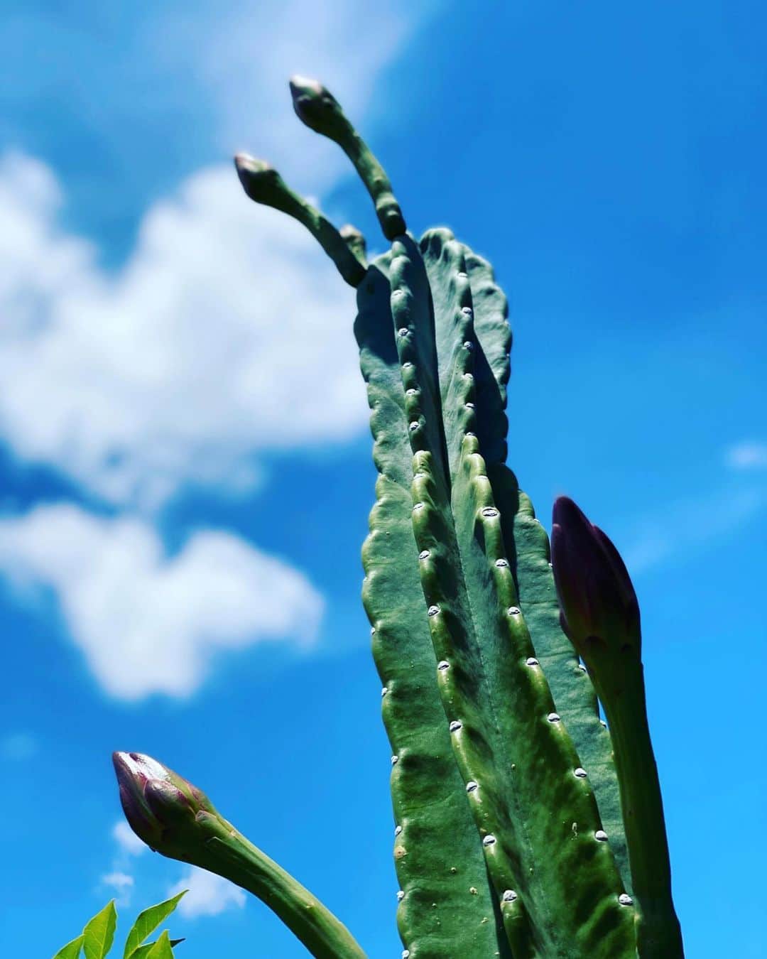 中越典子さんのインスタグラム写真 - (中越典子Instagram)「今日はとんでもなく暑いですね🥵  今年もうちの サボテン🌵の花が咲きそうです。 蕾がどんどん膨らみ急成長❤️  #サボテン」7月16日 15時43分 - nakagoshi_noriko.official
