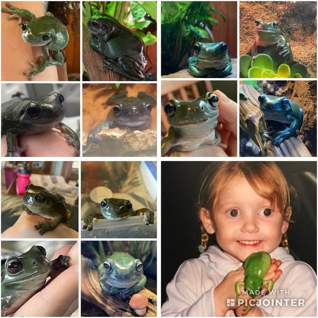 ケイティ・パスフィールドのインスタグラム：「Gilbert ~2000 - 2021 🐸💕 . . . Thank you for being an amazing frog and best bud a gal could ask for. Your innocent smile and goofy personality will be dearly missed lil bub ❤️  @jodipasfield @zarapasfield @mpasfield」