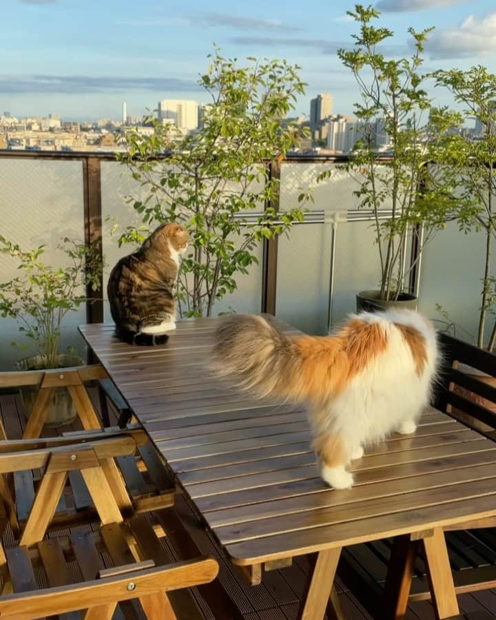のインスタグラム：「New garden table 💪🔨  雨ざらしで頑張ってくれた 大きいテーブルが割れてキノコが生えてたので🍄🍄 ちょっと小さいテーブルに新調 保護のペンキの二度塗りも終わったので にゃんこーズに解放😆  以前は友人が集まって10人用のテーブルが重宝してたけど🥂 こんなご時世、自粛で中々集まれないしね、これからもそんなには使わないかなって縮小しました~ (色々思い出があってちょっと寂しい🥲)  空いたスペースにまた植木が増えそうです😆🌴  #weeklyfluff #ikea #scottishfold #catlife #catlover #gardentable #cats #comfortable #ilovemycat」