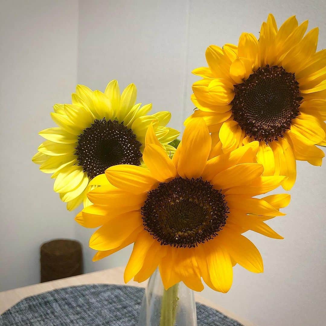佐藤美希のインスタグラム：「3種類のひまわり🌻 ⁡ 本日梅雨明け〜！暑い1日だったね。 最近さっぱりしたものばかり食べたくなる。 ラーメン以外🤫 いつでもラーメン気分だな。 熱中症にならないようにパワーつけよう〜！！ ⁡ #梅雨明け #今週の一輪 #花のある暮らし #向日葵 #ひまわり #🌻 #夕飯どうしよう #ラーメン食べたくなってきた #夜中にインスタでラーメン探りがち #熱中症に注意しましょうね」