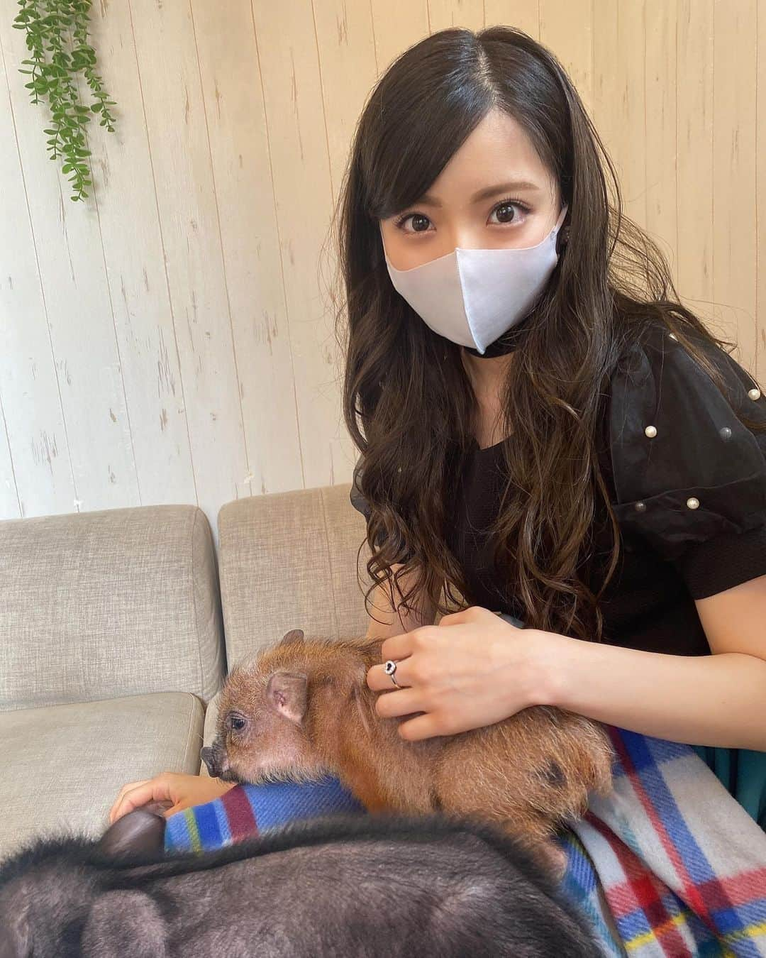 山下みちるさんのインスタグラム写真 - (山下みちるInstagram)「・ 念願のマイクロブタカフェに🐷🤍  人懐っこくて可愛すぎて、一瞬でトリコになりました🥰 ・ #マイクロブタ #マイクロブタカフェ #mipigcafe #目黒カフェ #目黒 #🐷 #카페 #cafe #micropig #instagood」7月16日 21時12分 - hello_chiruchiru