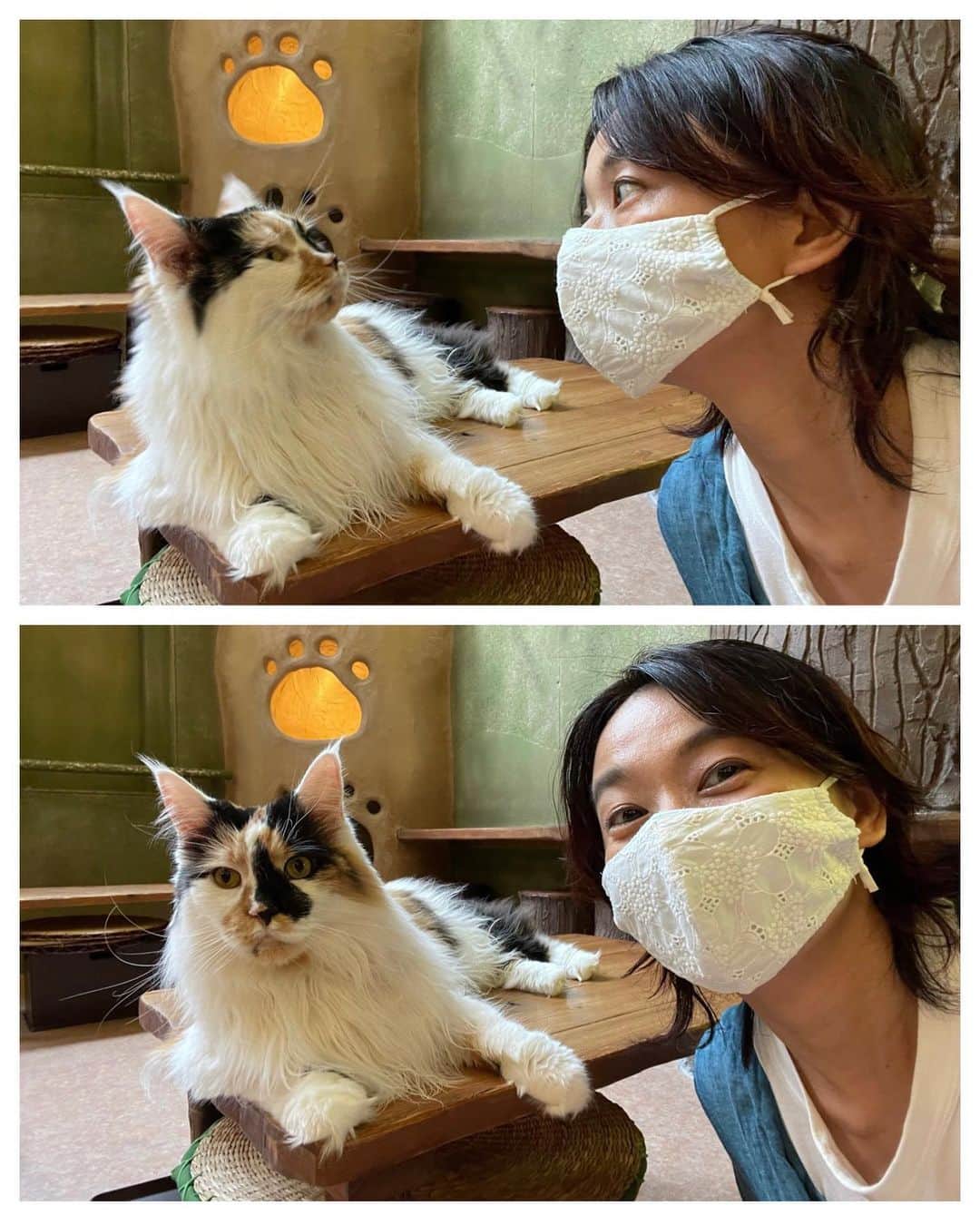 のインスタグラム：「きょうは BS-TBS「ねこ自慢」のロケ。 (来月放送予定) 15種類ほどのネコたちに会った。 改めて、ネコとひと言で言っても 本当にいろいろだなぁ、と。 ネコの世界だけでも、多様性。 そして、どのネコも、 その子なりの完璧。 Every cat is puuuurfect and special in its own way!  #uniqueness  #ネコ #猫 #ねこ #cat #cats #catstagram #catsofinstagram #ねこ自慢 #bstbs」