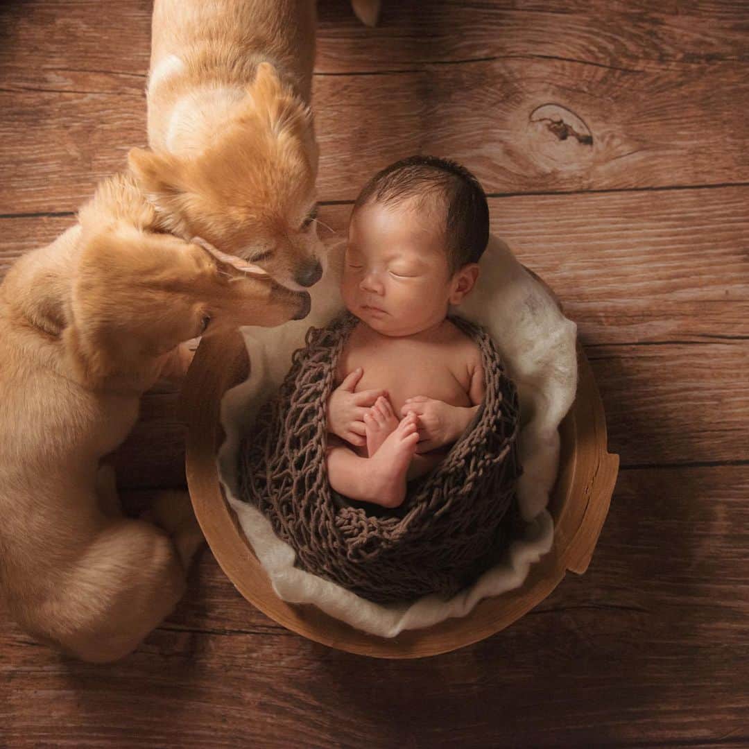 MomoseRyoko のインスタグラム：「#studionavel #newbornphotography #babyboy #dogs #family #happy #photography  前回マタニティフォトでお世話になったネーブルさんにまた出張で撮影して頂きました！沢山の素敵なお写真有難う御座います。 今しか残せないこの瞬間を大事に日々子育て楽しく奮闘中です！ お仕事もぼちぼち復帰してます〜💓」