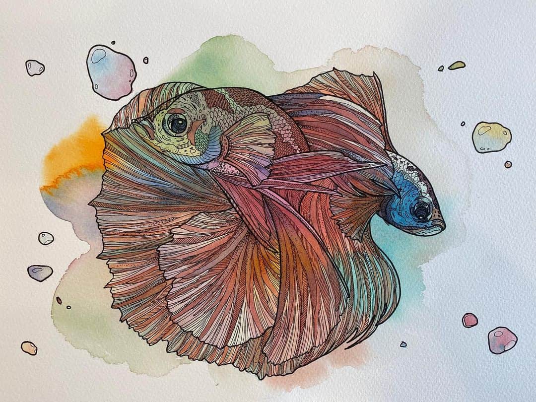 辻元舞さんのインスタグラム写真 - (辻元舞Instagram)「. 🐠🐟 線いっぱい描きたい欲を満たしてくれるベタちゃん。 2枚目動画です📹 #水彩画#ベタ#watercolor#watercolorpainting#watercolorart」7月31日 19時42分 - mai_tsujimoto