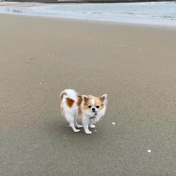 ちまのインスタグラム：「I'm a little scared of the waves. 🐶💦  ちまはじめてのビーチ👙その3  楽しそうだけど波はちょっと怖いらしい😂🌊  #チワワ #chihuahua #ชิวาวา #PECOいぬ部 #WeeklyFluff #dogs #dogsofbark #bestviideo #sea #beach #内海 #内海海水浴場 #夏 #summer #ビーチ #chihuahualove #chihuahualife #chihuahuastagram #chihuahuasofinstagram #チワワのいる暮らし #チワワラブ #チワワ部 #チワワ大好き」