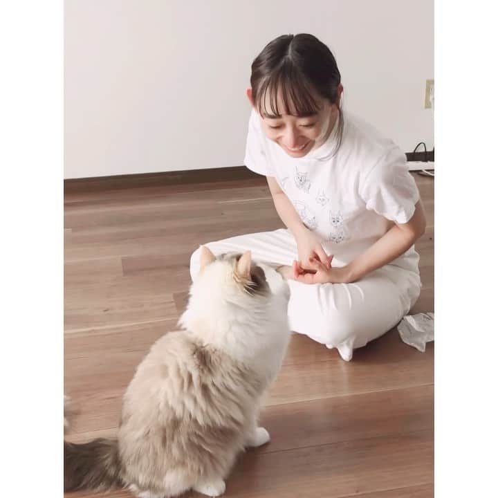 椎名琴音のインスタグラム：「うちの猫はお薬大好き！ バリバリ食べます」