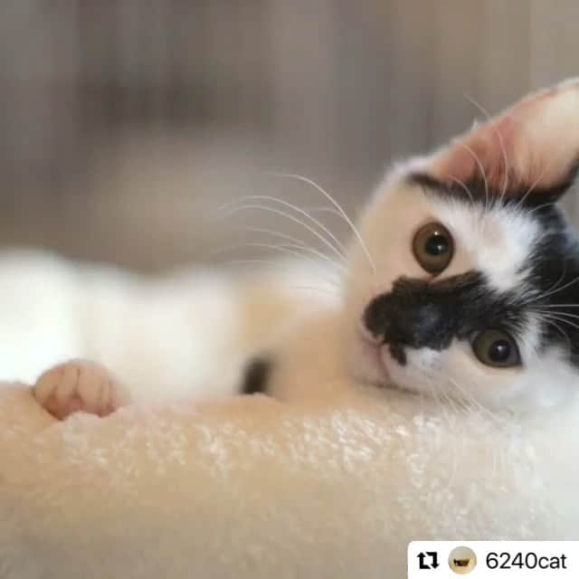 ERIのインスタグラム：「#Repost @6240cat with @make_repost ・・・ 明日、八丁堀の譲渡会に参加するので準備運動してます。  ミャオ！ねこのおうち譲渡会 @myaoneko55  東西線茅場町駅から徒歩8分  #大体いつも走ってる  #チームCDG #保護猫 #里親募集 #子猫 #猫 #黒白猫 #黒猫 #黒猫の可愛さ伝え隊 #にゃんすたぐらむ #ねこすたぐらむ #猫動画 #譲渡会 #中央区 #ミャオねこ」