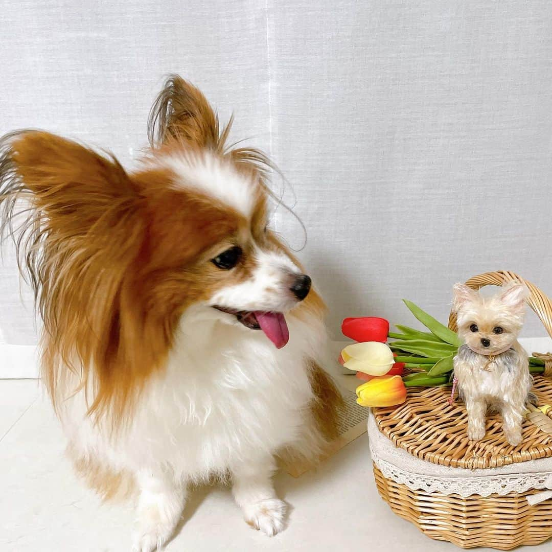 大島麻衣さんのインスタグラム写真 - (大島麻衣Instagram)「らっちゃんおかえり♡ 実家の愛犬ラッキーがぬいぐるみになって我が家に帰ってきました🐶 皆さんに教えてもらったたくさんの工房さんの中から対応の早さや丁寧さ、何より情熱と想いに感動して @manabe.fumika さんとご縁を結ばせていただきました！ 本当に丁寧で優しく寄り添ってくださり、大島家の気持ちをたくさん汲んで制作してくださいました🥺 多分ね、すんごーーい迷惑なくらいの量のラッキーの写真を送りました😝💦笑 なのに、眞鍋さんからの返信が毎回本当に優しくて優しくて🥺🥺🥺 すごく感謝しています！ありがとうございます😭♡ 羊毛フェルトがメインなんですがラッキー本人の毛も使ってくれたの🥺 背中をなでなですると今でもラッキーを感じられる気がして本当に嬉しいし愛おしい🥺💕 チビラッキー用の可愛いバックを見つけたらたくさんいろんなところに連れていってあげるんだって両親が張り切ってました☺️✨ こうした形としてラッキーが残っててくれるのも本当に嬉しい😍 工房を探してくれた皆さんありがとうございました！！ そして、可愛くて素敵なラッキーを私たちに会わせようと頑張ってくださった @manabe.fumika さん！ 本当にありがとうございました😌 これからもずっと一緒だね、らっちゃん♡」7月31日 21時46分 - maioshima911