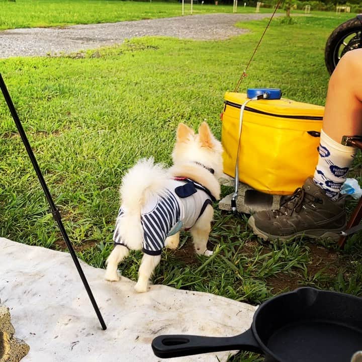 石田政博のインスタグラム：「キャンピングてんてん  #キャンプ犬」