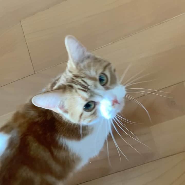 のってんのインスタグラム：「ゴロゴロ言いながら鳴いた😂」