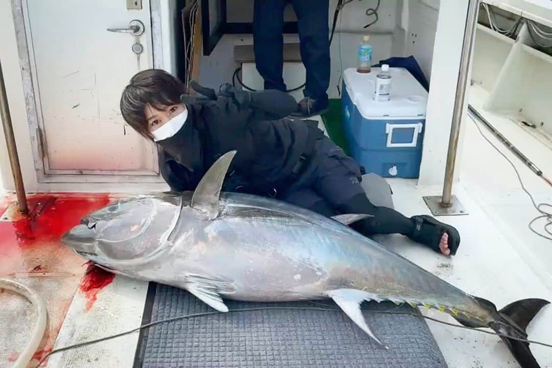 スーパーナブラのインスタグラム：「．  ご報告！ 津軽海峡マグロ釣り⚡️  2021年7月16日 (2日目) 誘い出しで船内トリプルヒット！ 2キャッチ！！！ わたしは60kg捕獲しました😊😊😊  コロナの影響もあり1年ぶりの大物釣り  1年間鈍った体でグダグダでしたが 仲間と運に恵まれて 今年もマグロに会えましたー！  ❶ 記念撮影✨ ❷ 🐒と🐟のファイトシーン動画 ❸ ルアー丸呑み😅 この食い方はバレないしリーダーも傷かない最高✨  #小泊#青森#マグロ#うまい！ #津軽海峡#誘い出し#モグラッパー #グルメ#露天風呂#足湯#GW#車中泊 #景色#釣り#ブラックバス#バス釣り #発見#おでかけ#女子旅#ツーリング#魚 #自然#釣り#釣りガール#YouTube#旅」