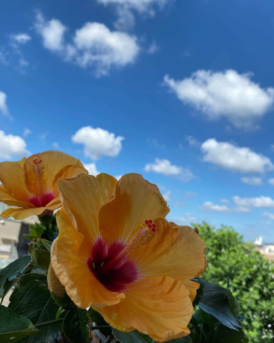 春木みさよのインスタグラム：「おはようございます😊  東京は梅雨明けしましたね！  今日も もう暑〜い☀️😆  最近のお気に入りは 首かけ扇風機です！😆  下から風がくると、 マスクしてても結構楽な感じがします！  風があるのとないのとでは 全然違いますね〜✨  写真のハイビスカスは我が家のベランダで 育てているお花で〜す🌺  しっかり水分補給して、 熱中症に気をつけましょう〜😃  #ハイビスカス🌺 #首かけ扇風機 #涼しい #にゃんこ」