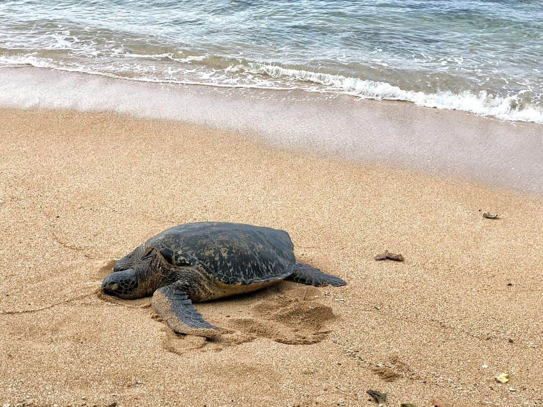 小栗有以さんのインスタグラム写真 - (小栗有以Instagram)「また行きたいな〜🐢🌺  ウミガメさんに会えました…！  #HAWAII#ウミガメ#ホヌ #ハワイシリーズ#アリィビーチ #サロペット」7月17日 10時48分 - yuioguri_1226