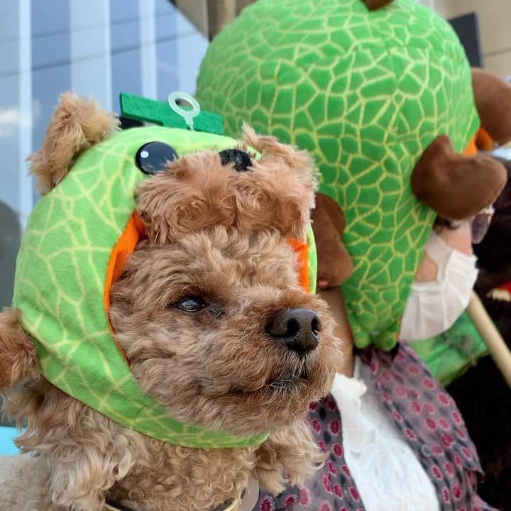メロン熊【公式】のインスタグラム：「お店番  #メロン熊 #夕張 #メロン #初せり #初セリ #夕張メロン #熊 #北海道 #夕張市 #夕張駅 #ゆるキャラ #ご当地 #怖い #リアル #メロン熊の家 #melonkuma #yubari #hokkaido #japan #メロングマ #めろんくま #めろんぐま #リアル #ガチ #危険 #かわいい #トイプードル #プードル #犬 #夏」