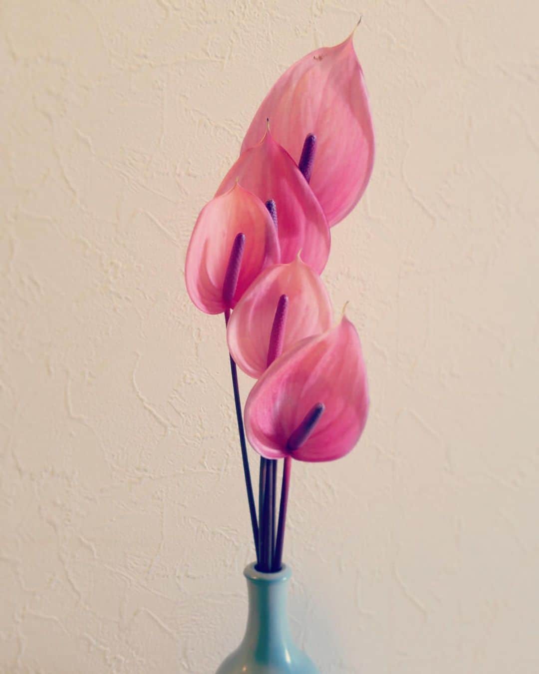 板井麻衣子さんのインスタグラム写真 - (板井麻衣子Instagram)「. アンスリウムさん❤️ . #anthurium#flowers」7月17日 11時38分 - maikorophone