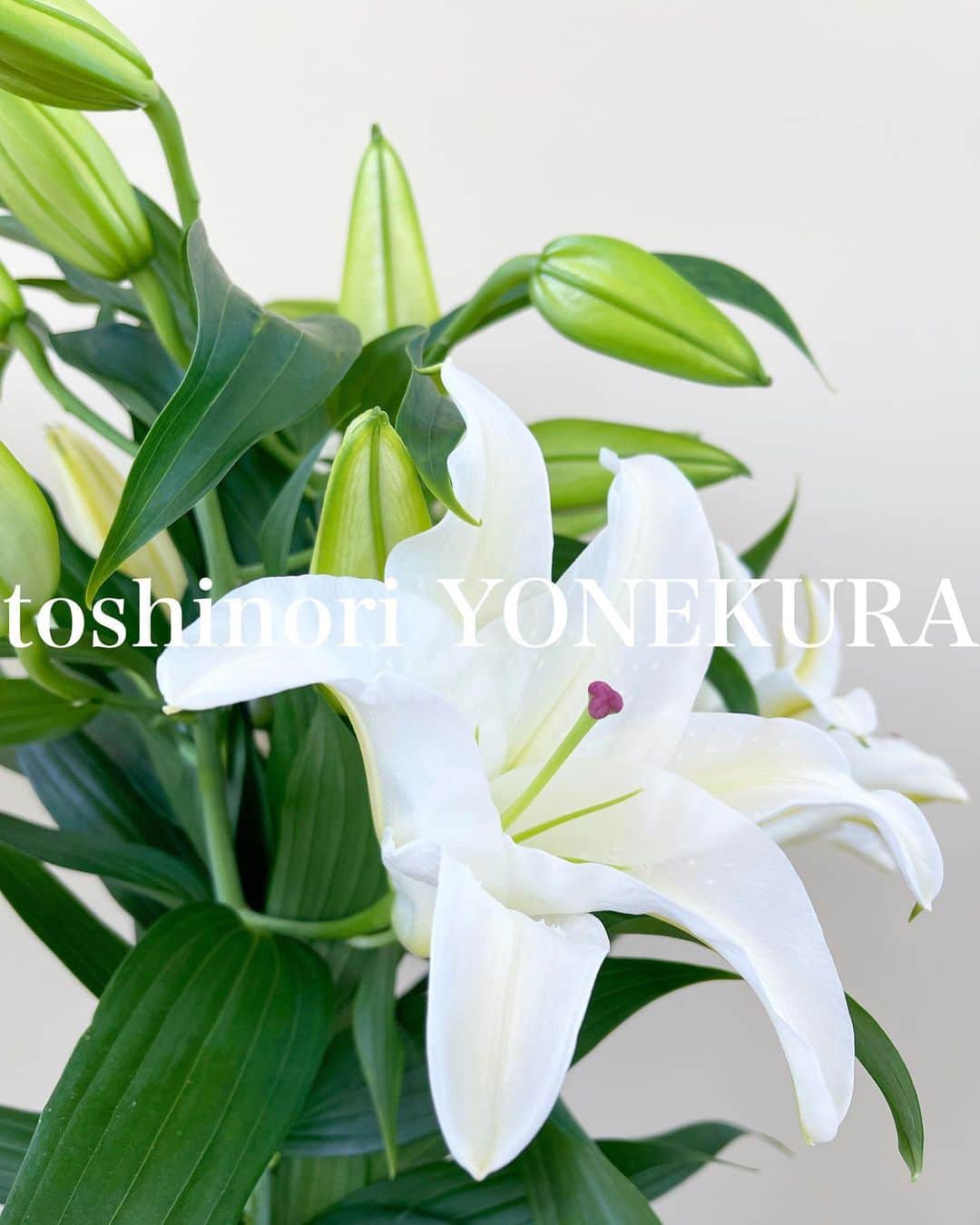 米倉利紀さんのインスタグラム写真 - (米倉利紀Instagram)「flowers of this week #男花 #花のある生活」7月17日 11時57分 - toshi_yonekura