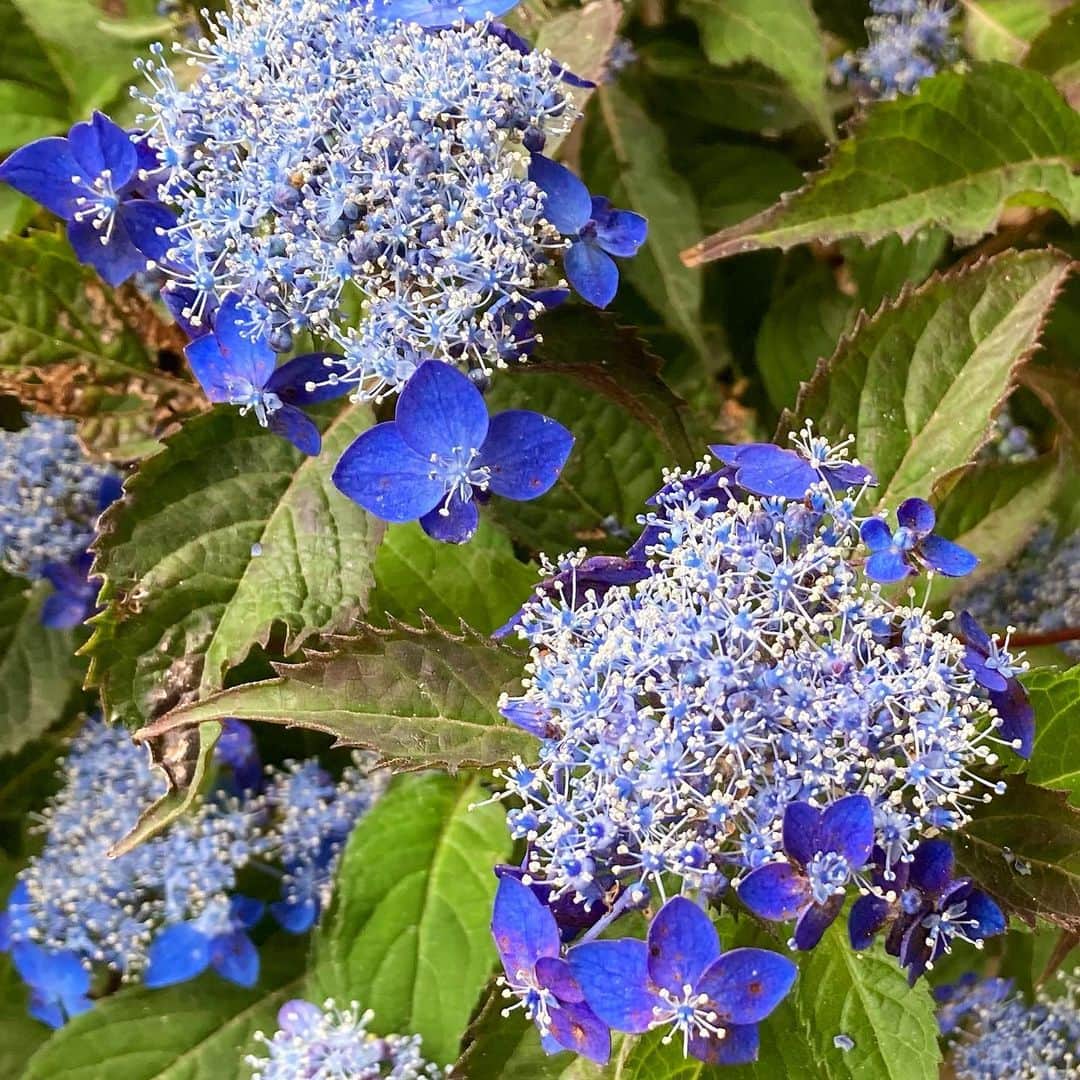 前野えまさんのインスタグラム写真 - (前野えまInstagram)「暑いですね💦 水分補給を忘れずに！ いってきます！！ ・ ・ #ベランダの花 #山紫陽花 #ヤマアジサイ #青い花 #ベランダガーデニング #花の写真 #花のある暮らし #梅雨明け #今日も暑い #☀️ #水分補給忘れずに #熱中症対策 #しっかり #いってきます   #blue #flowers #hydrangea #verandah #gardening #heatwave #hydration #flowerstagram #flowerphotography」7月17日 14時15分 - maeno_ema