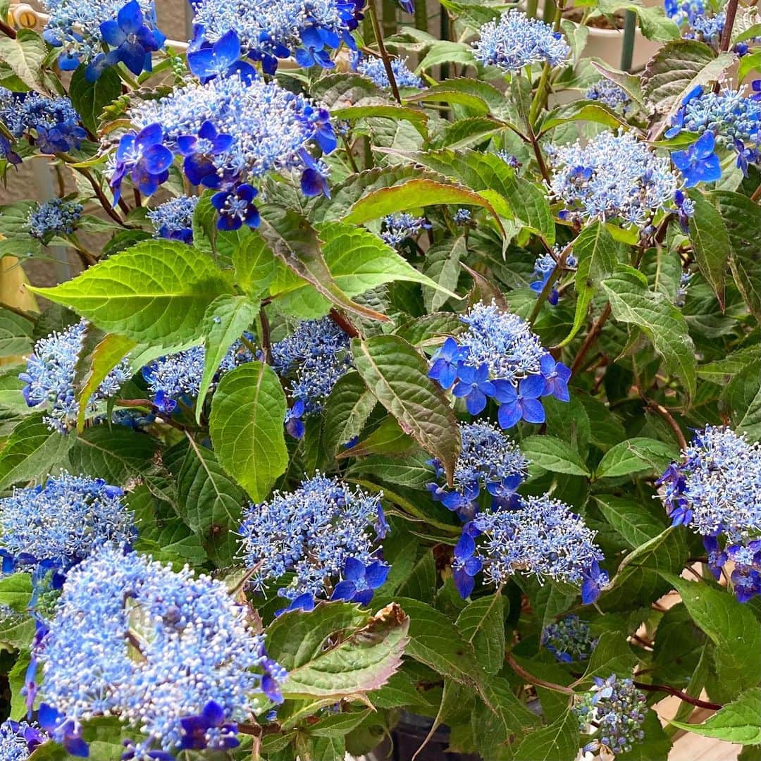 前野えまさんのインスタグラム写真 - (前野えまInstagram)「暑いですね💦 水分補給を忘れずに！ いってきます！！ ・ ・ #ベランダの花 #山紫陽花 #ヤマアジサイ #青い花 #ベランダガーデニング #花の写真 #花のある暮らし #梅雨明け #今日も暑い #☀️ #水分補給忘れずに #熱中症対策 #しっかり #いってきます   #blue #flowers #hydrangea #verandah #gardening #heatwave #hydration #flowerstagram #flowerphotography」7月17日 14時15分 - maeno_ema