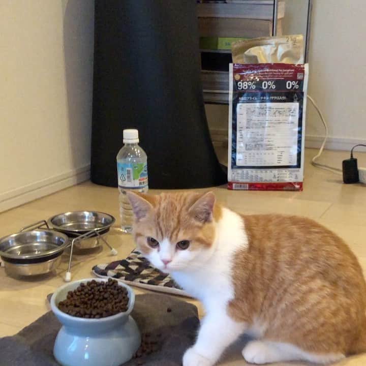 Nico & Tabu with MAYUMI KATOのインスタグラム：「What an appetite!!!😂Ukko heartily bites into a piece of KARIKARI 🍖 meat (dry food)  出張から帰ってうっこを見るとなんだかものすごく大きくなっている。しかも私に見向きもせず豪快にご飯を食べている…もう親離れですか〜🥲  #britishshorthair #bsh #kitten #igcats #cat #eclatcat #catstagram #catsofworld #catsofinstagram #cats_of_instagram #cutepet #world_kawaii_cat #instagramcat #cute #catlover #ブリティッシュショートヘア #ブリショー #ねこ部 #ペコねこ部 #にゃんすたぐらむ #茶白猫 #ブリ商会 #多頭飼い #猫のいる暮らし#お父さんは市松 #お母さんはピッパ #고양이 #кошка #قط #katze」