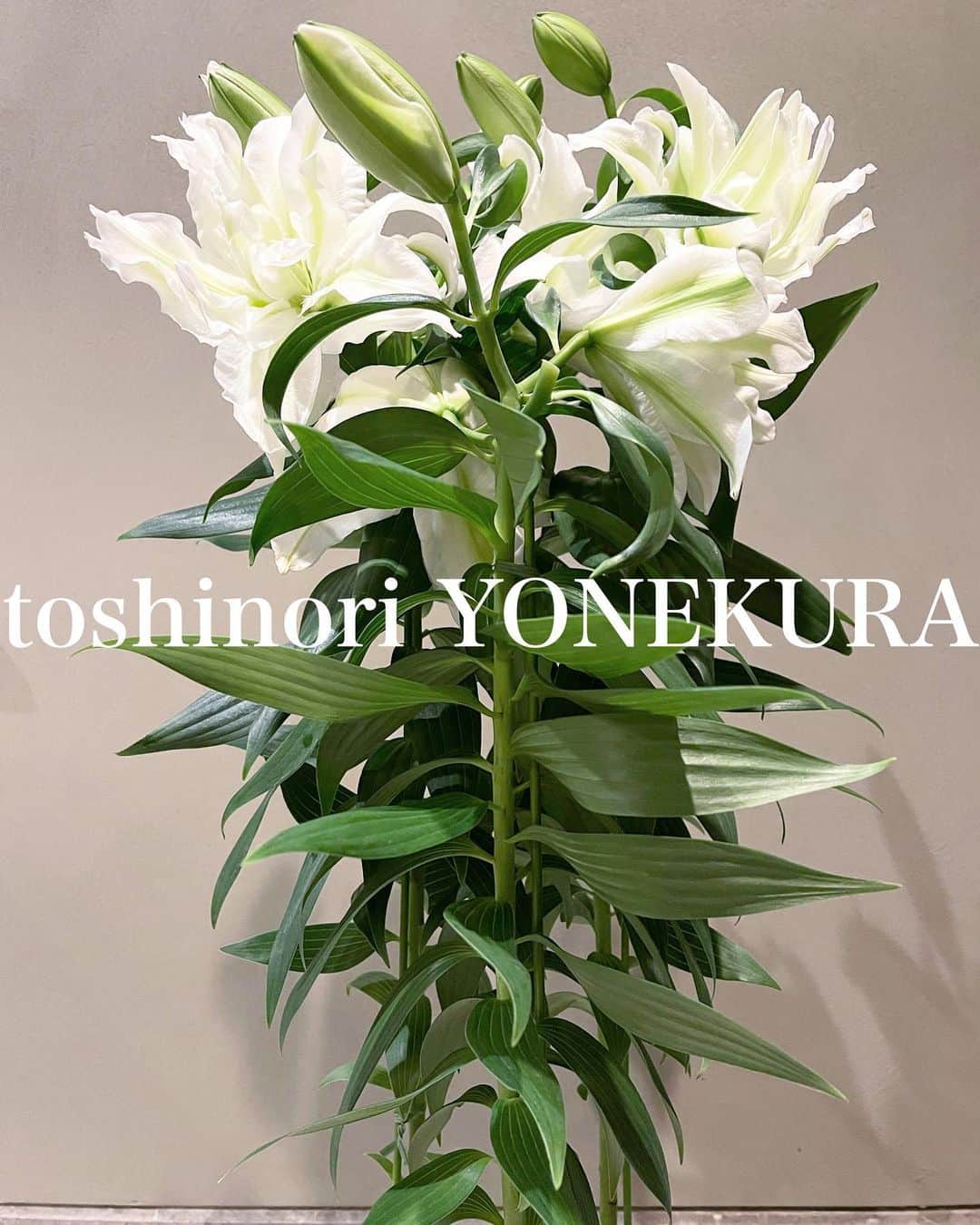 米倉利紀さんのインスタグラム写真 - (米倉利紀Instagram)「flowers of this week #男花 #花のある生活 #鉢植え #aisya」7月17日 19時43分 - toshi_yonekura