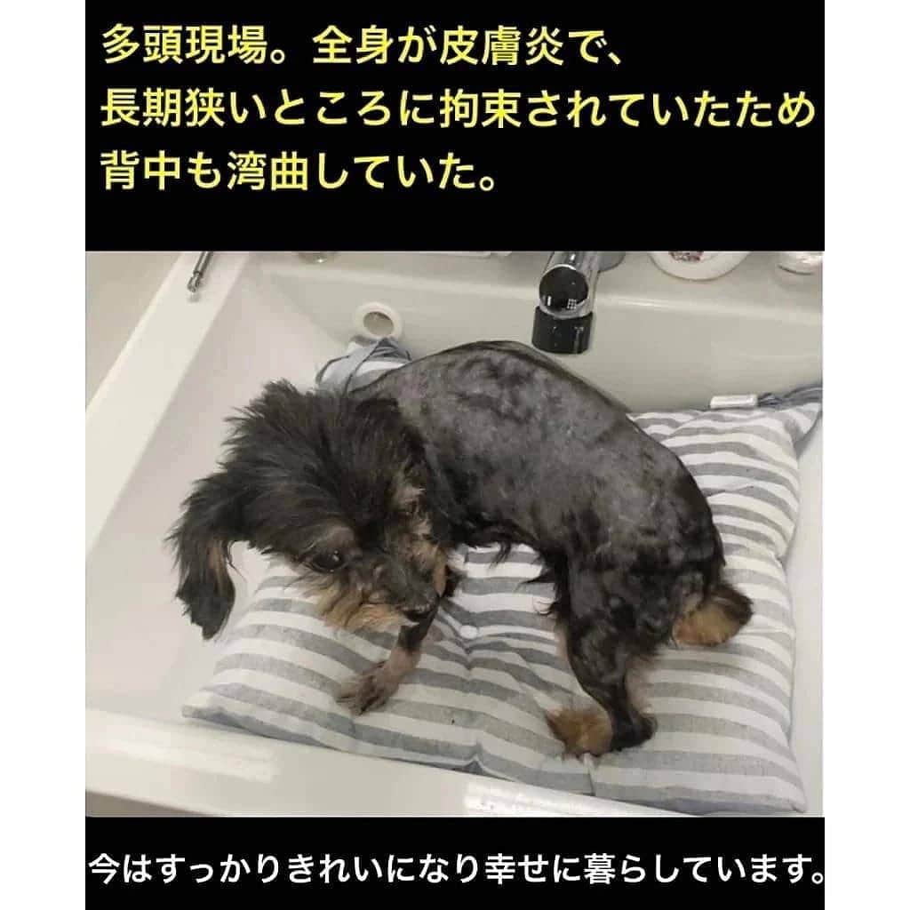 滝川クリステルさんのインスタグラム写真 - (滝川クリステルInstagram)「動物虐待が犯罪だということを知らない人がまだまだたくさんいます。 啓発や教育がいかに大事かを痛感しています。 改めてどういうことなのかをまとめました。 是非読んでください。よろしくお願いします🤲  (こういった写真を投稿すること、実は私自身とても勇気がいることです。 投稿を見ることで辛い思いをさせてしまうことも重々承知しています。 どうかご理解いただけますように。)  動物虐待とは、動物を不必要に苦しめる行為のことを指します。 動物虐待には、やってはいけない行為を行う・行わせる「積極的虐待」とやらなくてはならない行為をやらない「ネグレクト」の２つに分類されます。  【積極的虐待例】 ・殴る、蹴る ・切り刻む ・火で炙る ・熱湯をかける ・動物を闘わせる ・身体に外傷が生じる又は生じる恐れのある行為、暴力を加える ・心理的抑圧、恐怖を与える　等  【ネグレクト例】 ・必要な世話を怠る ・ケガや病気の治療をせずに放置する ・充分な餌や水を与えない ・劣悪な環境に動物を置いている　等  虐待案件の多くは、ネグレクトですが、積極的虐待も行われている現状があります。  愛護動物を虐待したり捨てる（遺棄する）ことは犯罪です。 違反すると、懲役や罰金に処せられます。 動物虐待は2019年の動物愛護管理法の改正により厳罰化されました。  ・愛護動物をみだりに殺したり傷つけた者 →5年以下の懲役または500万円以下の罰金  ・愛護動物に対し、みだりに身体に外傷を生ずるおそれのある暴行を加える、またはそのおそれのある行為をさせる、えさや水を与えずに酷使する等により衰弱させるなど虐待を行った者 →１年以下の懲役または100万円以下の罰金  ・愛護動物を遺棄した者 →１年以下の懲役または100万円以下の罰金  動物虐待を見かけた場合は、Yahoo! JAPANで「動物虐待＋都道府県名」と検索すると、地域ごとの通報先が分かります。 見て見ぬ振りをしない人が多くなることを願います。  彼らは言葉を話すことができません。 彼らの声となって、命を守るアクションを🙏  ーーーーーーーーーーーーーー 滝川クリステル財団│動物虐待のない世界へ。啓発アニメと絵本を制作 プロフィール欄のリンクから飛んでいただけます。 https://readyfor.jp/projects/christelfoundation 目標支援数：1,000人 終了日：7月31日(土) 　23:00まで ※READYFORへのログインが必要になります。 ーーーーーーーーーーーーーー #緊急性が高いものは直接警察に連絡を #虐待と疑われる場合はyahooで検索し自治体に連絡を #クリステル財団」7月17日 21時35分 - christeltakigawa