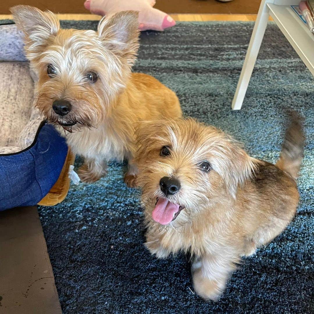 のインスタグラム：「. Bienvenido 🐶🆕 a mi casa!😎 . ようこそ、我が家へ!🐶🆕」