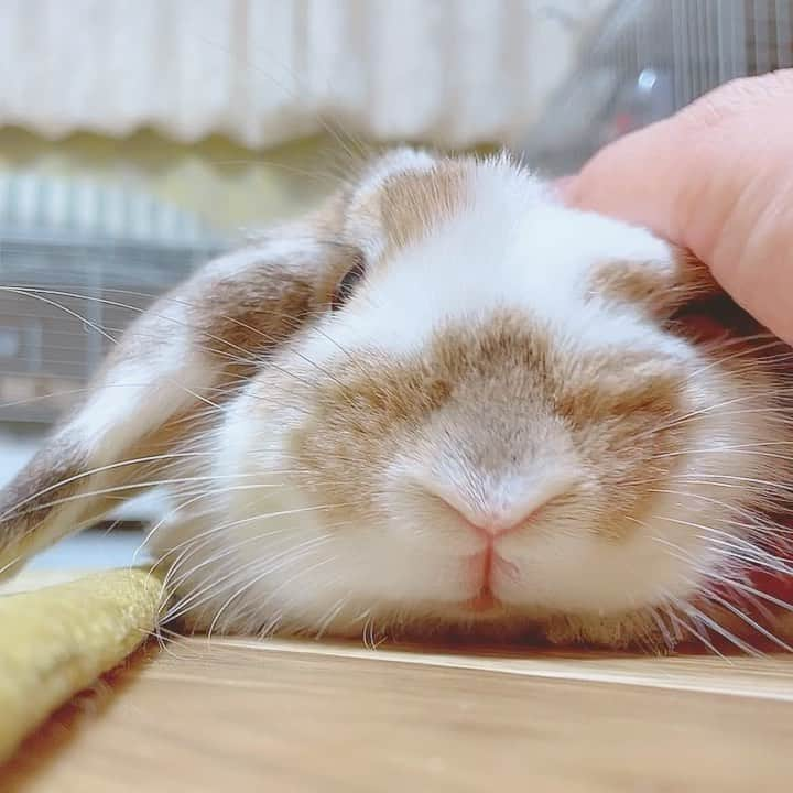 usagraphのインスタグラム：「ふにょん…ふにょ〜ん🐶 この撫で方がお好きなようでした😊 ＊ ＊ ＊ #うさぎ　#rabbit #bunny #アニマル写真部　＃instabunnies #igersjp  #tokyocameraclub #東京カメラ部  #bunnystagram  #うさぎ部 #ホーランドロップ #hollandlop  #ファインダー越しの私の世界  #myfujilove  #今日もx日和　#cutepets」