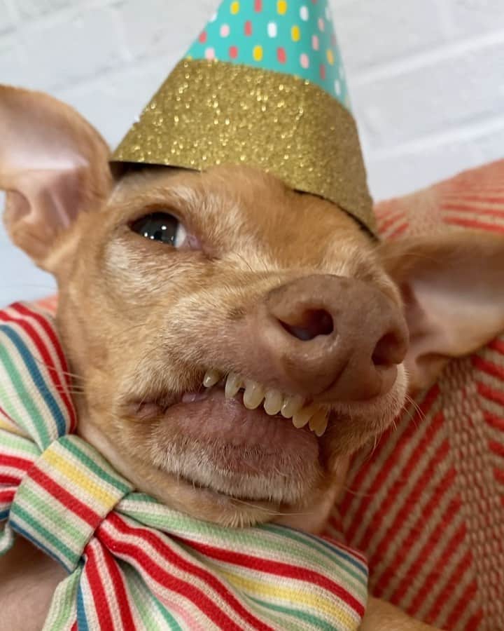 Tuna {breed:chiweenie} のインスタグラム：「CLOSED- Tuna turns 11 in 2 weeks from today! As always, we will be celebrating him on social media but if you want to be randomly selected to be invited to his exclusive after-party birthday celebration on Zoom, go to the link in his bio for more details and to enter your email. You can go to his stories too to enter!」