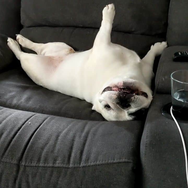 Manny The Frenchieのインスタグラム：「Trying to call Filip to come wrestle me...watch til the end to see if it worked! 🗣️🤼」