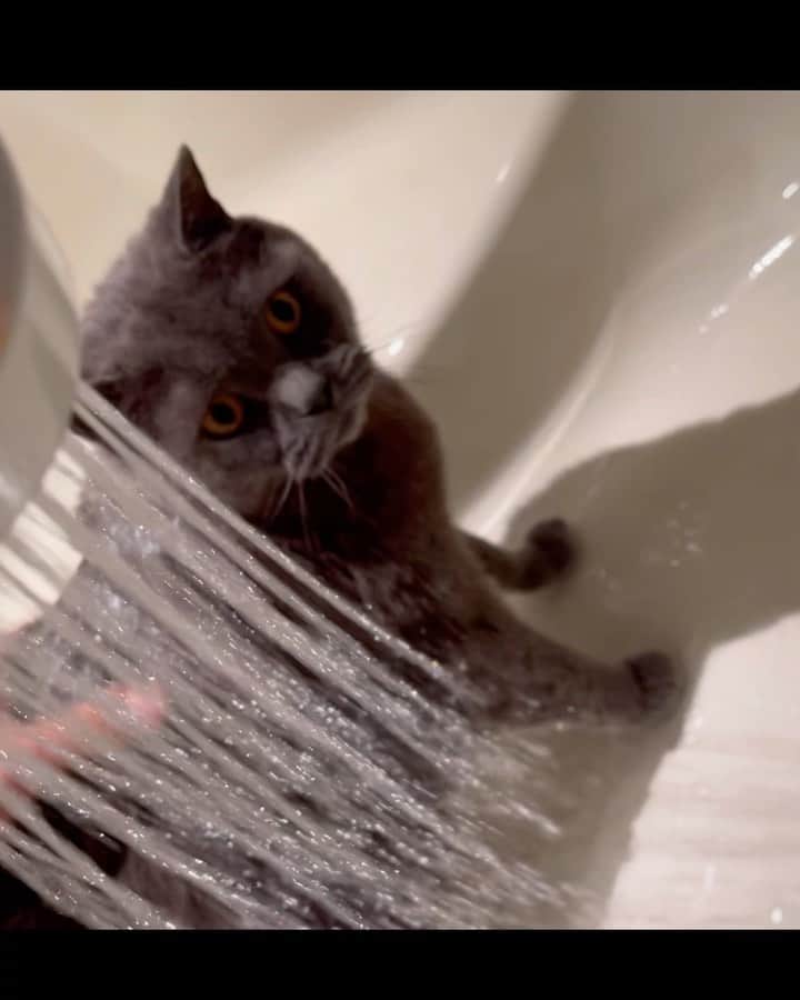 飯島颯のインスタグラム：「洗ってもらった🚿 お風呂大好き  #猫#ネコ#ブリティッシュショートヘア#ブリ商会#ねこ#ねこ部#ふわもこ部#ねこすたぐらむ#にゃんすたぐらむ#猫のいる暮らし」