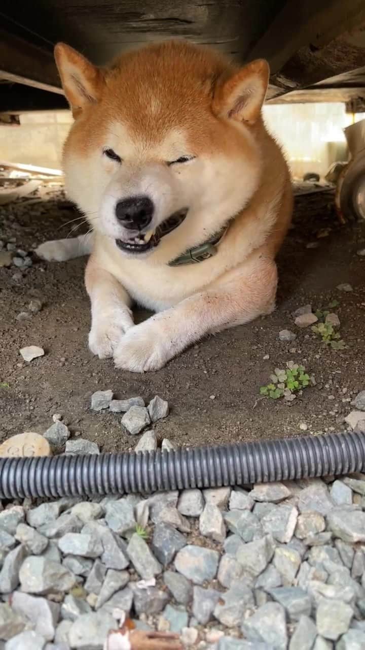 柴犬 たろのインスタグラム：「🎐 夏になると温度が低いコンテナの下は秘密基地やで🦧🐻❤️ ⭐︎ #shibainu」