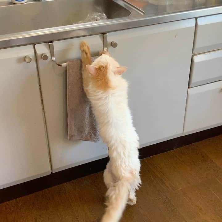 のインスタグラム：「流しをよじ登る。 ここにはジャンプできないおかきさん。  最近、いくら食べても 満足しないおかきさん。  #うちの猫ら #猫 #ねこ #cat #ネコ #catstagram #okaki #ネコ部 http://kachimo.exblog.jp」