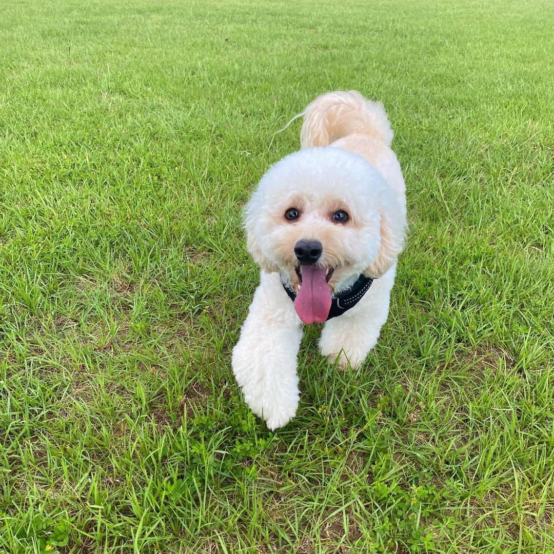 のインスタグラム：「. 𝐇𝐞 𝐥𝐨𝐨𝐤𝐬 𝐬𝐨 𝐡𝐚𝐩𝐩𝐲🥺🐶✨ 凄く嬉しい顔してる♡  ティムティムは悪さもするけど、 凄く利口で優しい子なの！  優しい優しい子😊 そんな感じで私はヘロヘロ〜🤣🤣  ティア様はマイペースの写真嫌いなので、 写真がとれない😆😆 #多頭飼い#toypoodle#toypoodlelove#toypoodlepuppy#toypoodlegram#happy#love#instagramer#トイプードル#トイプードル女の子#トイプードルクリーム」