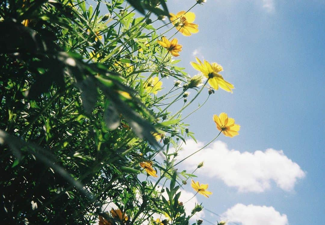 ロンモンロウさんのインスタグラム写真 - (ロンモンロウInstagram)「梅雨明け、七月晴れ #フィルム　 #film  #カメラロンロン #日常 #日本を撮る  #最後の写真 が一番可愛」7月18日 15時03分 - ronmonroe_official