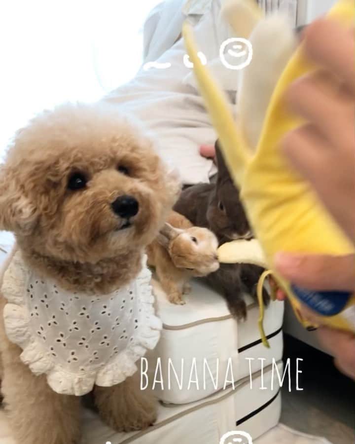 yun.ゆんのインスタグラム：「march.lemon🐻🍋＋cotton.💭 みんなでバナナタイム。🍌 . . . コットンのバナナのおもちゃ。🍌 ワンちゃんのお友だちは皮を剥いて差し出すと齧り付いてたので、期待したけど… え？食べられるの？ と微妙な反応のコットン。💭😂 . . もともとバナナはお好みではないみたいだから… マーチとレモンで満喫。😊🍌💓 （※いつもは２粒ずつ。🍌） . . ♪ ♪ ♪ #バナナ #banana #犬おもちゃ  #うさぎ#ウサギ#ネザーランドドワーフ#ZIP写真部#レモン#ふわもこ部#マーチ#多頭飼い#犬とうさぎ#犬#dog#poochon #犬のいる暮らし  #rabbits#petstagram #march#instapet#cutepetclub #instarabbit #bunnies #bunnylove #lapin #pecotv #WeeklyFluff #lemon #netherlanddwarf #pecotv」