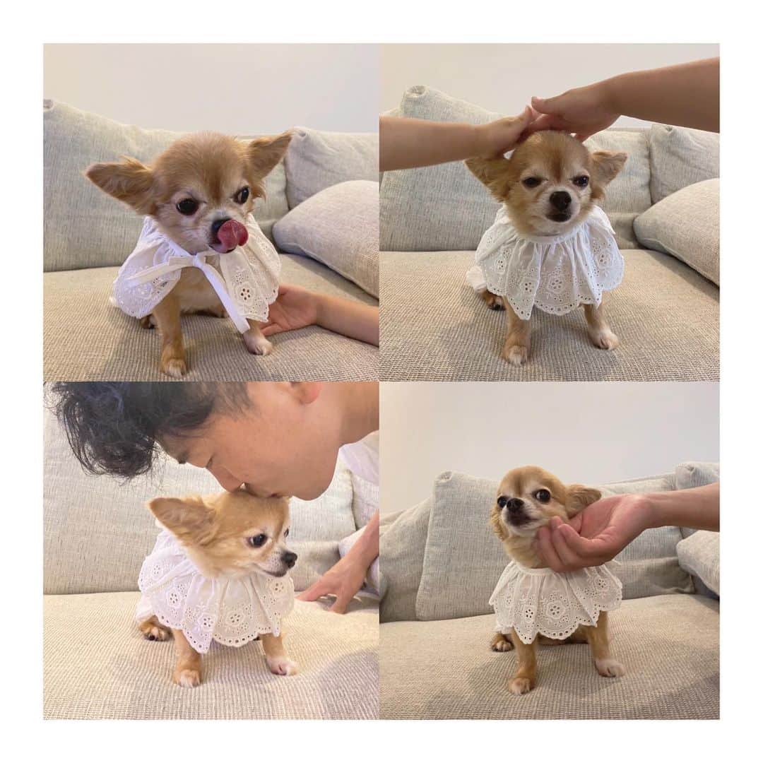 近藤千尋のインスタグラム：「もう11歳🐶なのに 赤ちゃんみたいなお洋服をもらって 付けたら可愛すぎて💗😂笑 @ropepicnic_official   娘たちにキャーキャー言われて 苦笑いのれっぴーさん。笑😍」