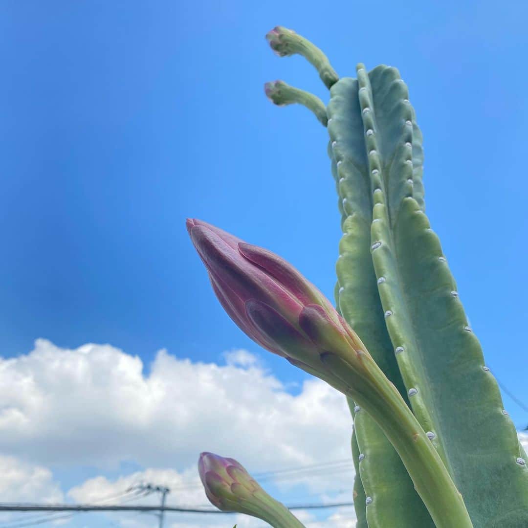 中越典子さんのインスタグラム写真 - (中越典子Instagram)「おはようございます🌞  サボテンのお花が咲きました🤍  なんと繊細で大胆な貴重なお花でしょう うれしいっ いい事あった🤍  今日もがんばりましょう  #のりこの庭」7月19日 5時46分 - nakagoshi_noriko.official