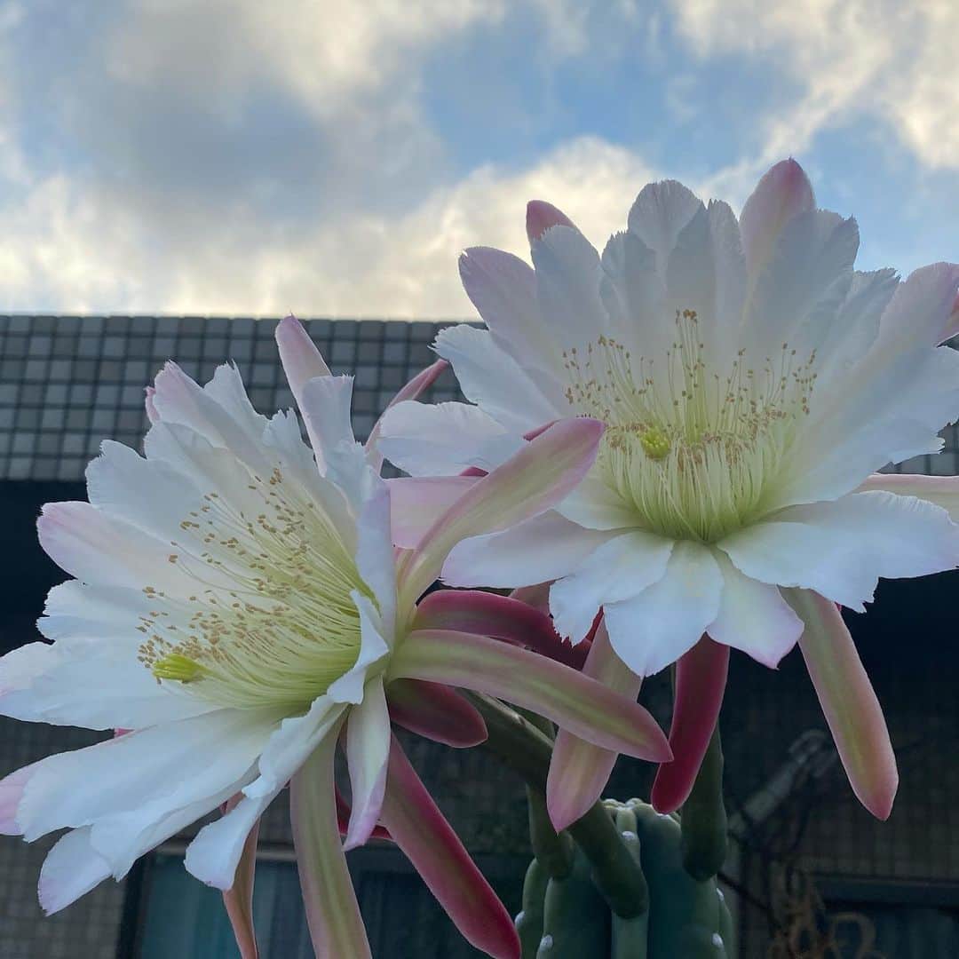 中越典子さんのインスタグラム写真 - (中越典子Instagram)「おはようございます🌞  サボテンのお花が咲きました🤍  なんと繊細で大胆な貴重なお花でしょう うれしいっ いい事あった🤍  今日もがんばりましょう  #のりこの庭」7月19日 5時46分 - nakagoshi_noriko.official