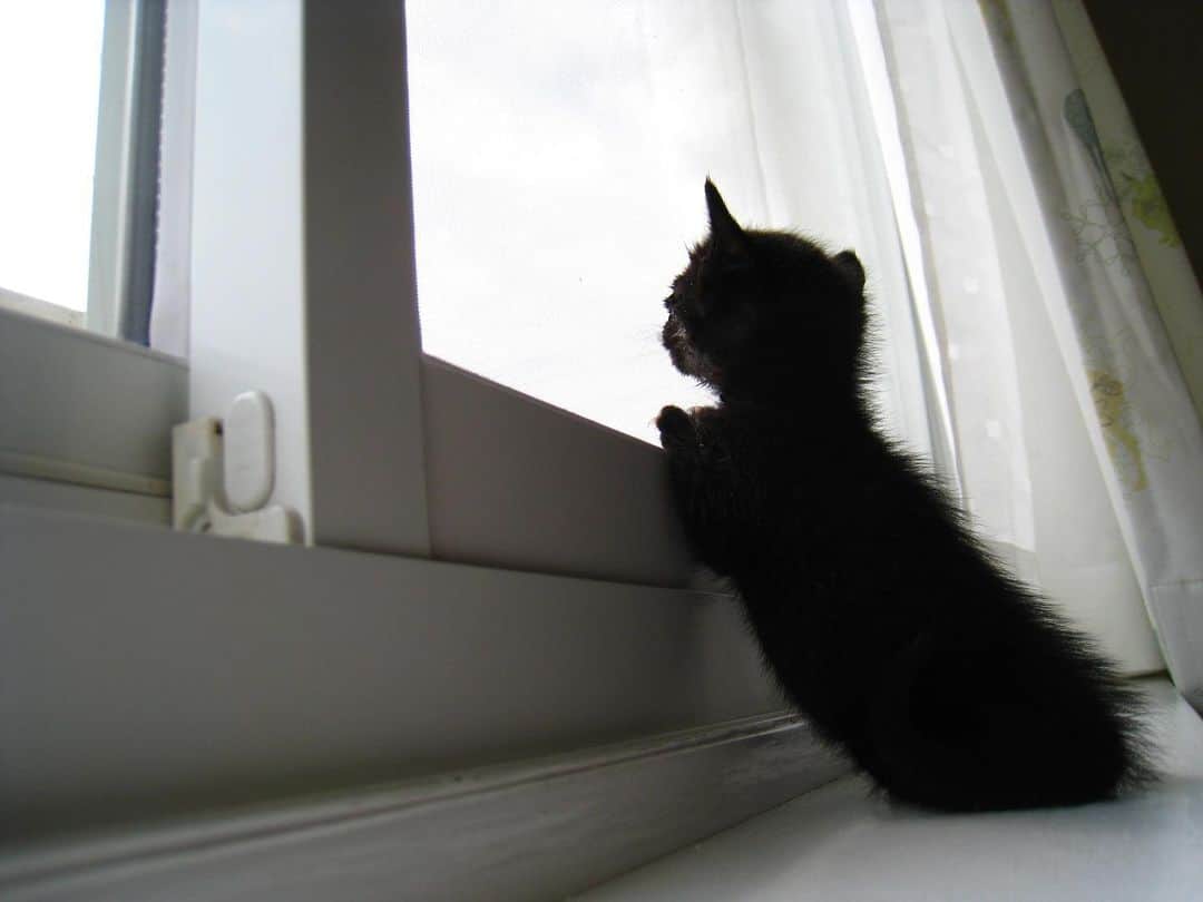 清瀬まちさんのインスタグラム写真 - (清瀬まちInstagram)「保健所から引き取って10年。 私が育てた黒猫マチが、今朝私の腕の中で息を引き取りました。  最後は辛かったね、ごめんね。 やっぱり、もう1度抱きしめたいなぁ。  マチがこの10年を、幸せだったと思ってくれることを願って。」7月18日 21時41分 - machi_kiyose