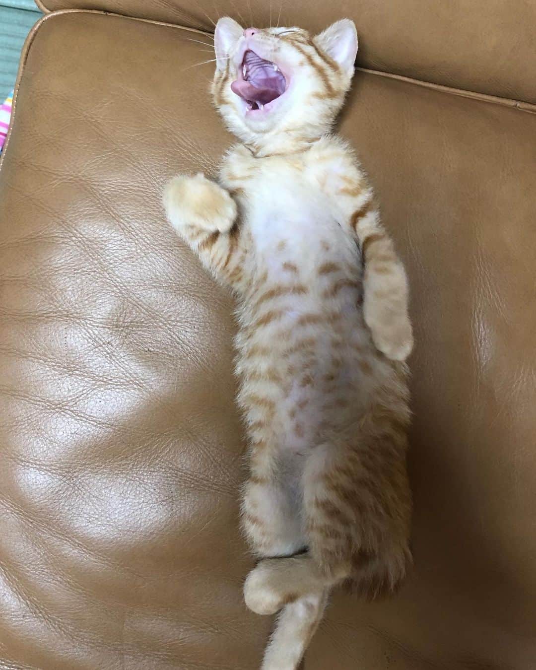 篠原信一のインスタグラム：「クーラー快適❣️昼寝でもするか💤って感じ😅 #茶トラ猫 #ねこ #cat #保護猫 #ねこのいる暮らし #昼寝」
