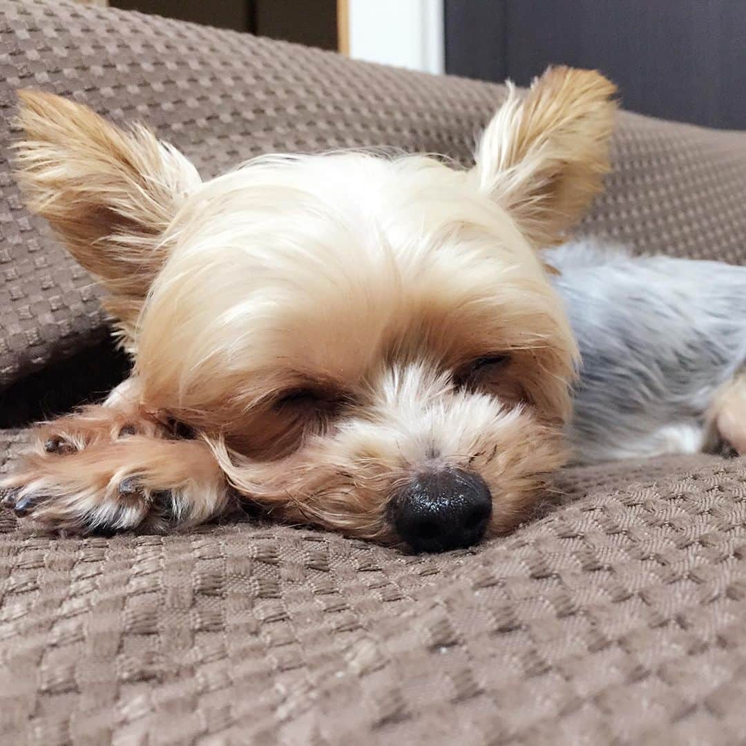 下薗なおこのインスタグラム：「⁡ 急に暑くなりました🔥💦 犬のおさんぽ天気予報があるのを ご存知でしょうか？🐶🐾 ⁡ 日本気象株式会社さんが無料で提供してくれているもので、日本全国地点ごとに2日先までのアスファルトの路面温度の予測をしてくれています。 ⁡ 🔵ひんやり 🙆‍♀️快適 ⚠️注意 ⚠️警戒❌ ⚠️中止❌ ⁡ 路面温度の予測から5段階評価でお散歩に適した時間帯を教えてくれ、 おさんぽにいく時間帯の参考になります  お散歩にはひんやりと快適の時間帯に行くようにしましょう。 ⁡ おさんぽ天気予報と合わせて お出かけ前に飼い主さん自身で アスファルトを手の甲で5秒触って 地面が熱くないかご確認していただく わんタッチも推奨しています🐶🐾　 熱ければお散歩は中止、熱くなければお散歩に行っていただいて構いません😊 ⁡ この時期暑い時間帯にお出かけしている わんちゃんを見ると心配になります。。 病院に来る子には熱中症の危険を直接お伝えできますが、知らないわんちゃんには声をかける訳にもいかないので、毎年コツコツ広く啓蒙していくしかないのが現状です。 ⁡ お友達のわんちゃんにも是非 犬のおさんぽ予報とワンタッチを 教えてあげてくださいね❣️🐶　 ⁡ 愛犬のかわいい肉球を🐾 暑さから守りましょう🕊 ⁡ #いぬ　#おさんぽ予報　#おさんぽ天気予報　#おさんぽ　#お散歩　#熱中症対策　#犬の熱中症　#犬　#暑さ対策　#いぬのいる暮らし #いぬのいる生活  #いぬのきもち #ヨークシャーテリア」