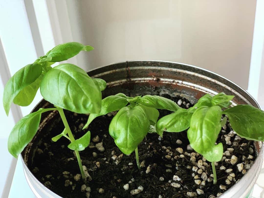長野智子のインスタグラム