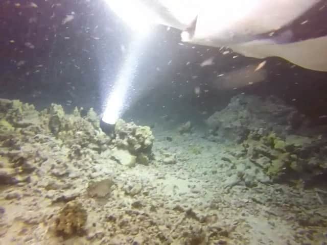 デレック・テラーのインスタグラム：「Would you do it? Night diving with Manta Rays with my Pops in Hawaii. Once in a lifetime experience.  Happy Birthday Pops. #sharkweek」