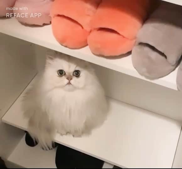 BeBeのインスタグラム：「My cat is camera shy📸😮‍💨 I’m feeling a little crabby🙄🙄 べべちんは大のカメラ嫌いなので毎回写真撮ると機嫌が悪くなる😮‍💨#bebe #catshatemondays #kittycat #kitty #ilovecats #meow #eyes #lol #cat #catsofinstagram #kittensofinstagram #petsofinstagram #funnymemes」