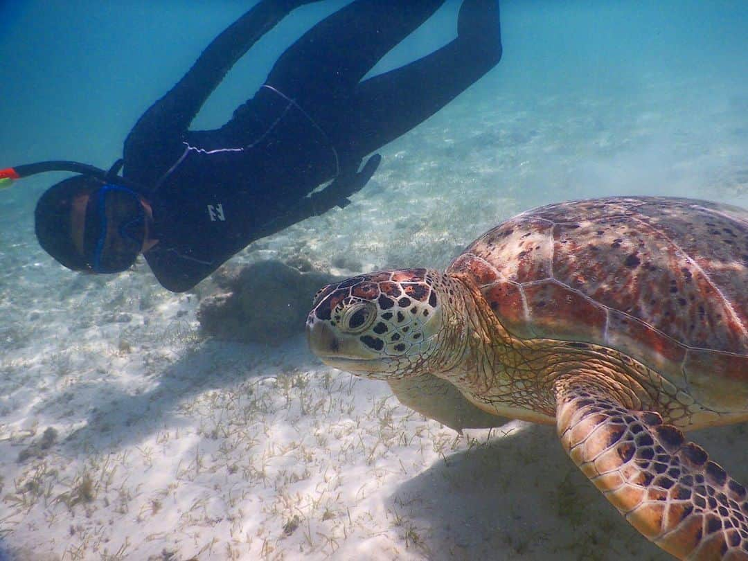 川又咲さんのインスタグラム写真 - (川又咲Instagram)「. . 夏だ〜🐢 カメだ〜🐢 稽古だ〜🐢  #愛でる心 #咲き響く  ２つの稽古同時進行しておりますっ どちらも予約受付中です☺︎ ありがたいことにどちらも既にご予約頂いておりまして嬉しい限りです。 厳しい情勢も続き、不安になる時もあるけど、皆様からのご予約に励まされております。 . 今日も頑張ります✌︎ . #稽古 #役者 #小劇場 #actress #🐢 #ウミガメ #海 #素潜り #sea #summer #blue #cute #skindiving #japan #fun #followme」7月19日 13時03分 - saki_kawamata