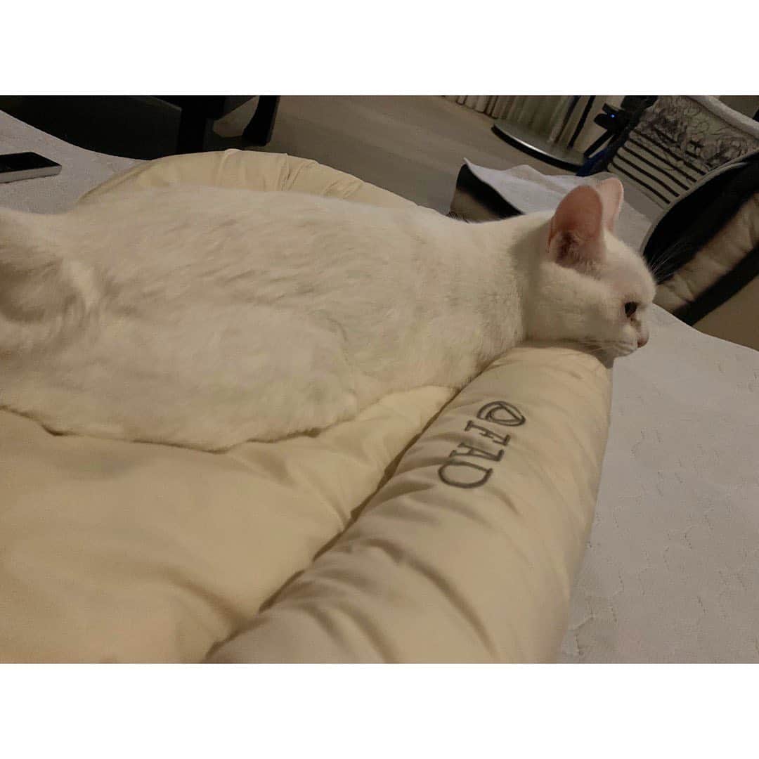 柴咲コウのインスタグラム：「オーガニック猫ベッド気に入ってくれて嬉しい☺️  しかし、毎日暑いね  #あごのせねこ  #ぐでもふ2021 #Kocats2021」