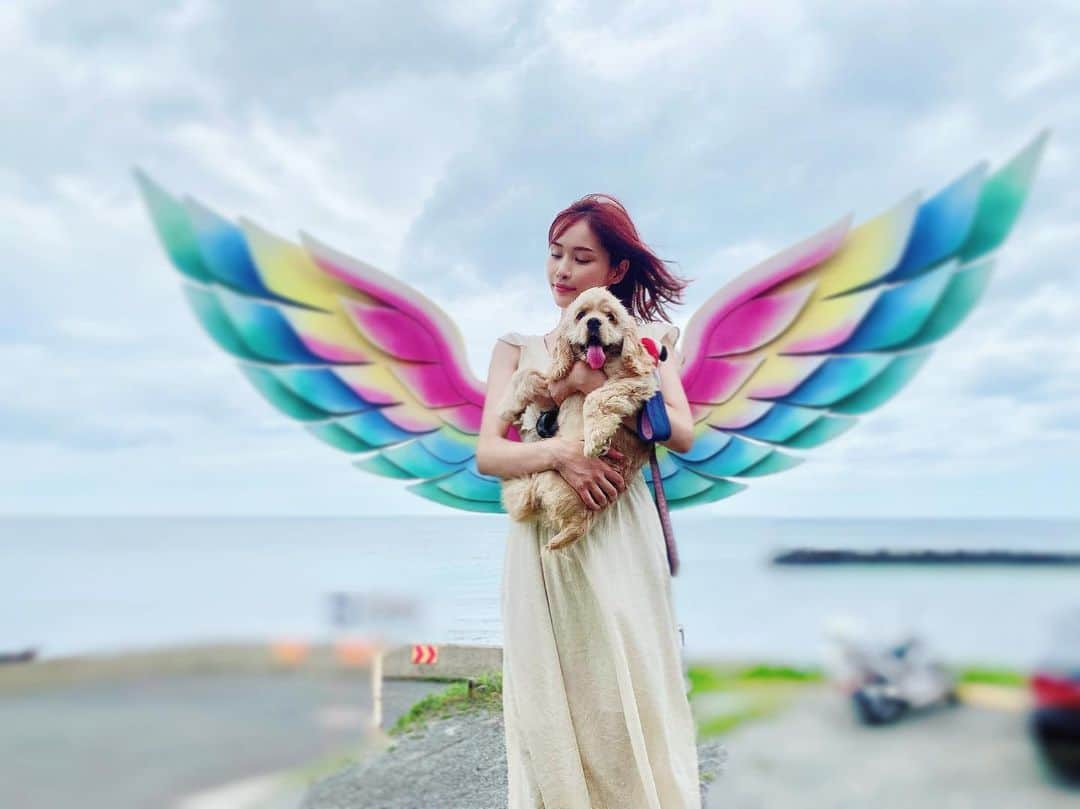 横町ももこさんのインスタグラム写真 - (横町ももこInstagram)「💖  角島に舞い降りた🕊✨  #山口県観光 #角島大橋  #角島 #角島カフェ #角島ドライブ  #角島デート #山口県下関市 #インスタ映えカフェ  #ぬぴすたぐらむ #アメリカンコッカースパニエル #アメコカ　#4ヶ月 #lovepet #愛犬家 #dogstagram  #犬スタグラム #いぬすたぐらむ  #AmericanCockerSpaniel #cockerspaniel #cocker #いきなりマリッジ　#AbemaTV #移住生活 #北九州　#福岡移住 #犬のいる生活」7月19日 20時04分 - momochadayo