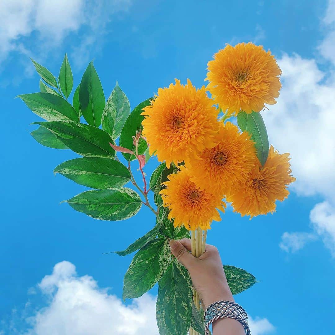 Sayakaのインスタグラム：「* 梅雨明けした途端に真夏🌻🌈✨  全然フィード投稿がないので、 色々な方から元気？と聞かれますが おかげさまで元気に過ごしております☺️  暑い日が続いていますので、 みなさま熱中症にはお気をつけください🙏 . .  #flower #flowers #flowerlovers #floweroftheday #flowerstagram #sunflower #sayakasflower  #ひまわり #向日葵 #花のある暮らし #花のある生活 #🌻」