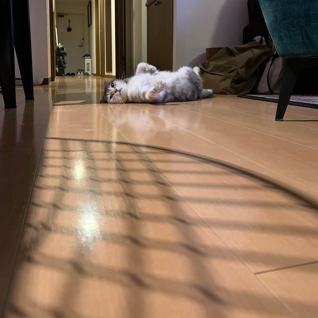 長谷川忍さんのインスタグラム写真 - (長谷川忍Instagram)「落ちてる猫と来る猫。」7月19日 22時42分 - sissonne_hasegawa