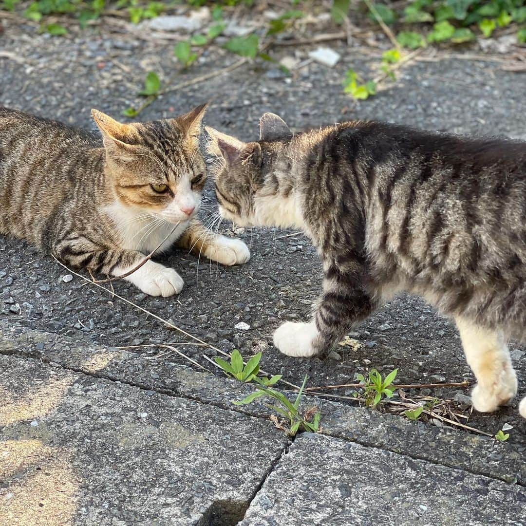 森下千里さんのインスタグラム写真 - (森下千里Instagram)「島ネコちゃんたち、仲良しです。  週末に、 #ねこ島 こと、#田代島 と #網地島 に行ってまいりました。  とても天気がよく、 やっぱり、島はいいなぁ〜とのんびりして、 船を乗り過ごしてしまいそうでした。  夏だけにオープンしてるお店もあるそうですが、今年はまだ空いておらず、どうなることか…。もっと観光しに来てもらえるようになってほしい！  ばったり、立町で飲食店を出す知人にも遭遇。 ハンバーガー🍔屋さんを始めたそう。 美味しかったです。 こうやって、素敵なお店が増えていってほしいですね。」7月19日 23時31分 - morishitachii